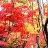 View Event: 23 Best Places to See Autumn Leaves in Melbourne