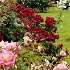 View Event: Bolwarra - Treloar Roses Display Garden