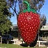 View Event: Locations for Pick Your Own Fruit Farms in Melbourne and Victoria