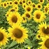 View Event: Guide to Sunflower Fields near Melbourne