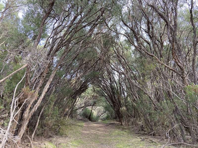 Venus Bay - Point Smythe Nature Trail Walk