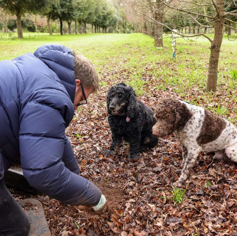 Wattle Flat - Black Cat Truffles