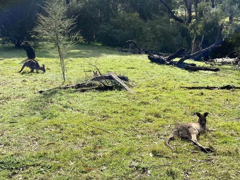 Westerfolds Park to Templestowe Village Walk (Templestowe Lower)