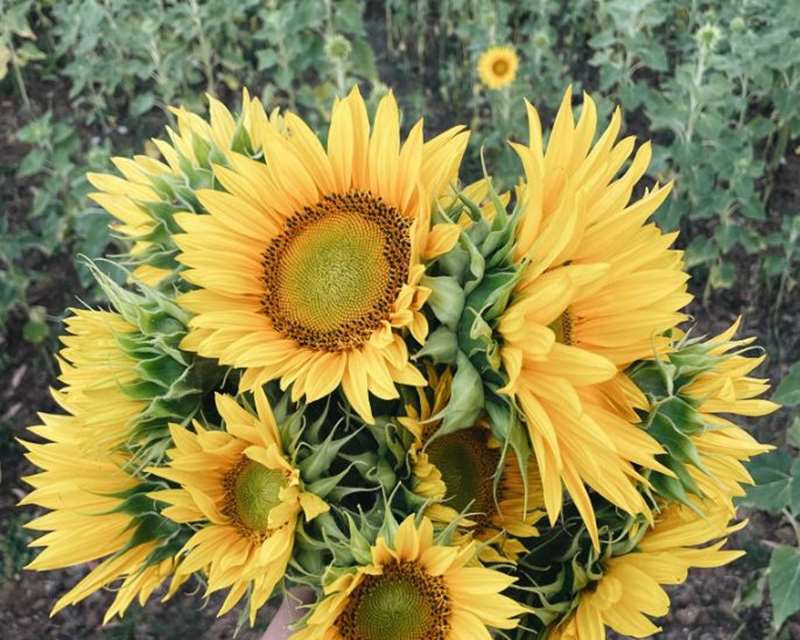 Western District Sunflowers