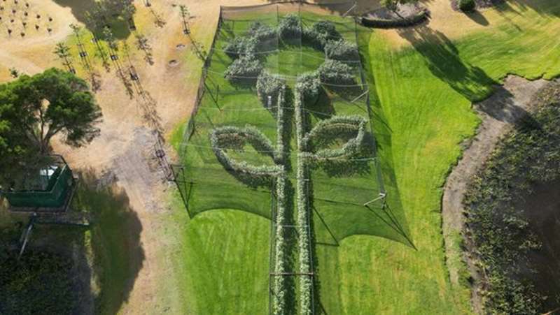 World's Largest Sunflower